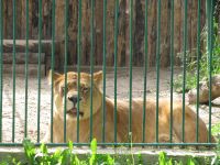 Liūtė ilsisi prie grotų
